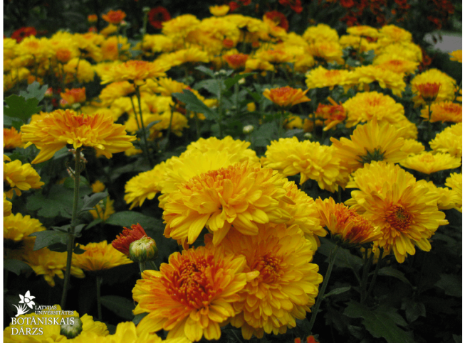 Chrysanthemum × grandiflorum